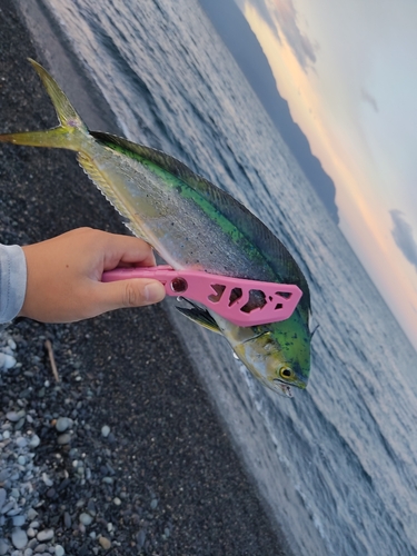 オオモンハタの釣果