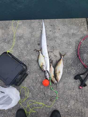 タチウオの釣果