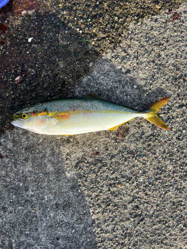 ツバスの釣果