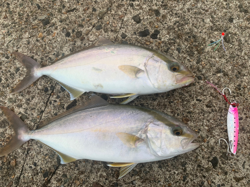 ショゴの釣果