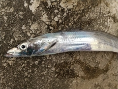 タチウオの釣果