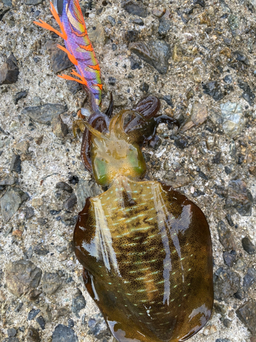 アオリイカの釣果