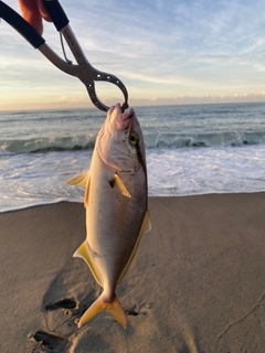 ショゴの釣果