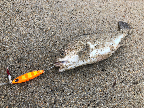 イシモチの釣果