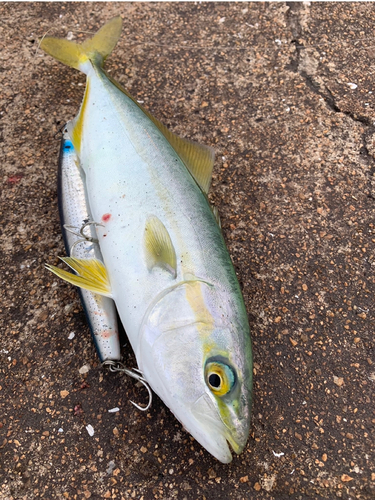 ワカシの釣果