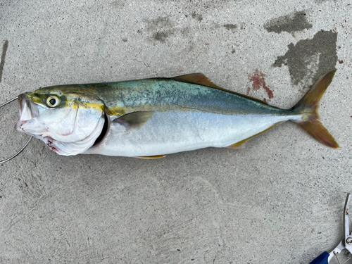 ツバスの釣果