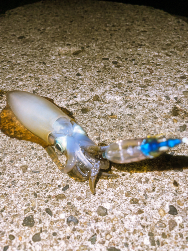 イカの釣果