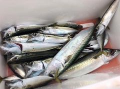 サバの釣果