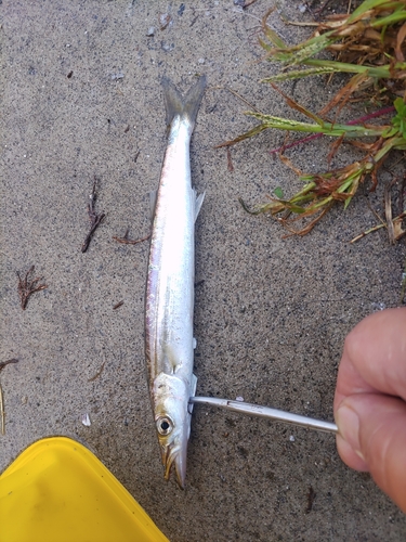 カマスの釣果