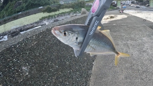 シマアジの釣果