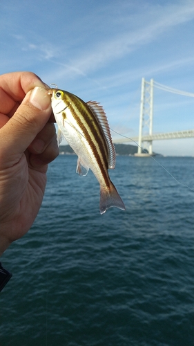 イサキの釣果