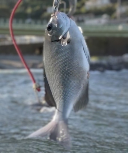 メジナの釣果