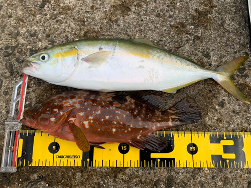 ツバイソの釣果