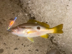 ヨコスジフエダイの釣果