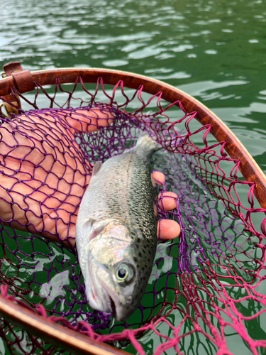 ニジマスの釣果