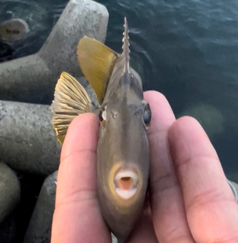 カワハギの釣果