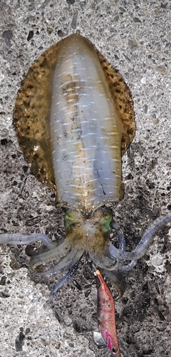 アオリイカの釣果