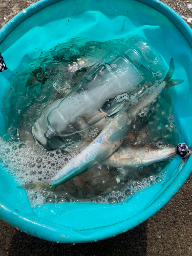 マイワシの釣果