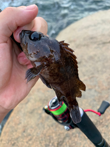 ソイの釣果