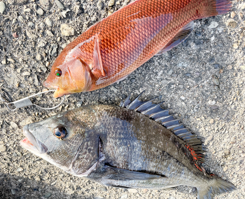 クロダイの釣果