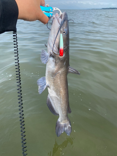 アメリカナマズの釣果