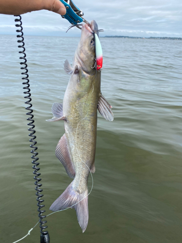 アメリカナマズの釣果