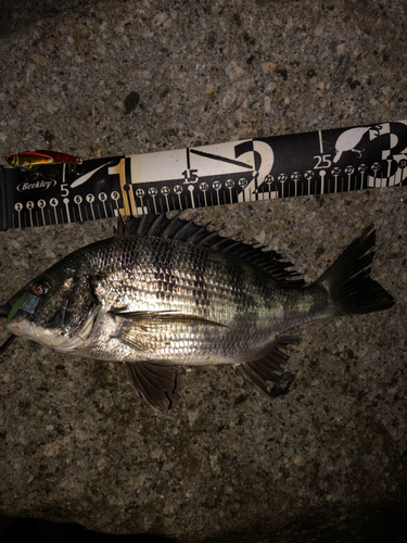 クロダイの釣果