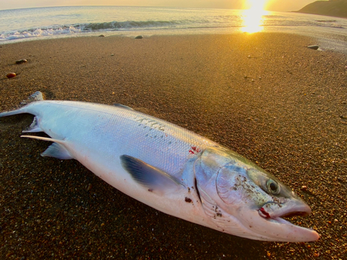 アキアジの釣果