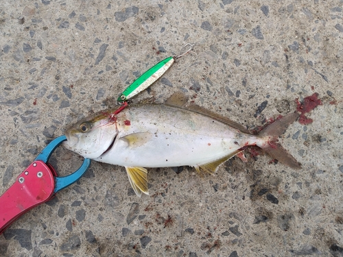 ショゴの釣果