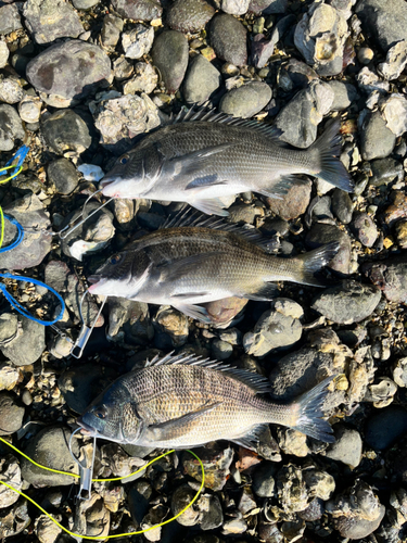 クロダイの釣果