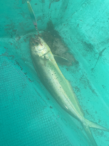 シイラの釣果