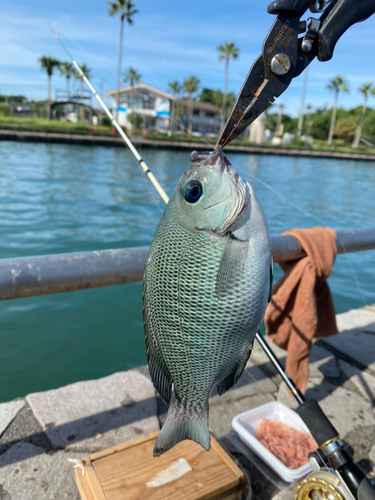 メジナの釣果