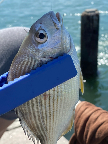 ヘダイの釣果