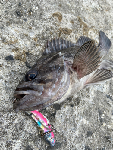 クロソイの釣果