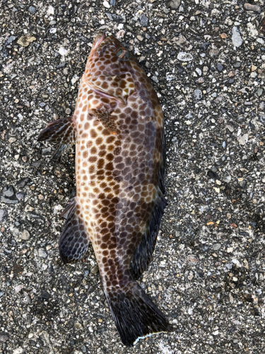 オオモンハタの釣果