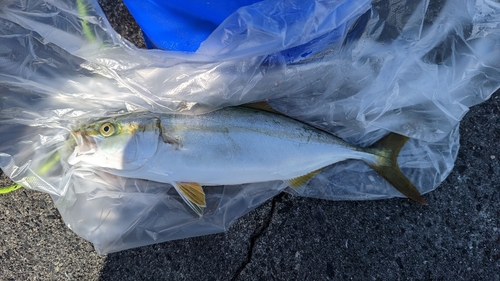 ツバスの釣果