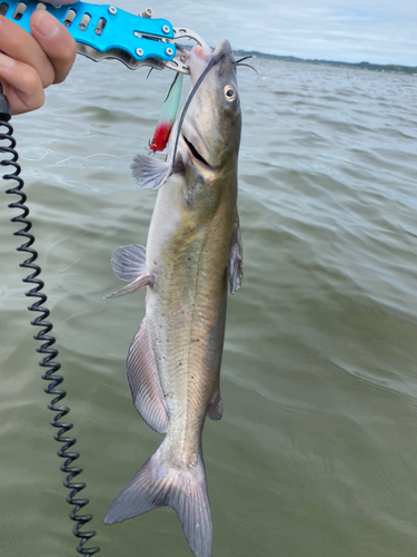 アメリカナマズの釣果