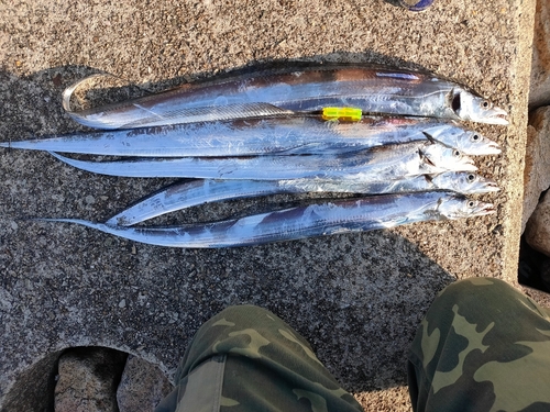 タチウオの釣果