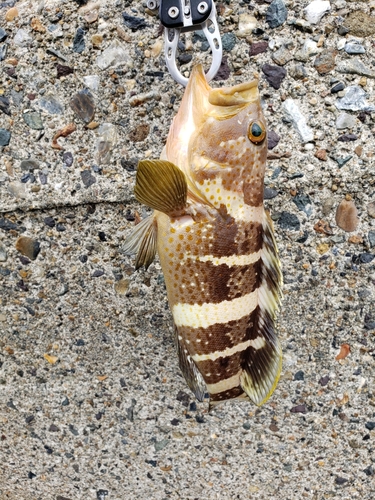 アオハタの釣果