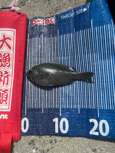 メジナの釣果