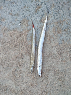 タチウオの釣果