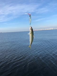 サバの釣果