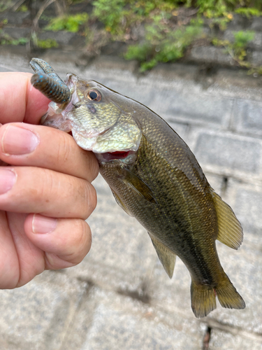 ラージマウスバスの釣果