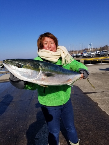 ブリの釣果