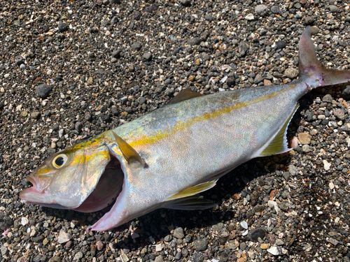 ショゴの釣果