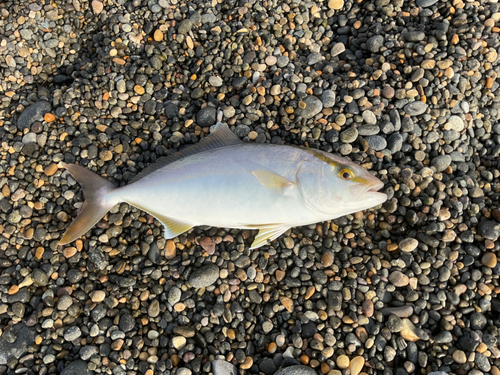 シオの釣果