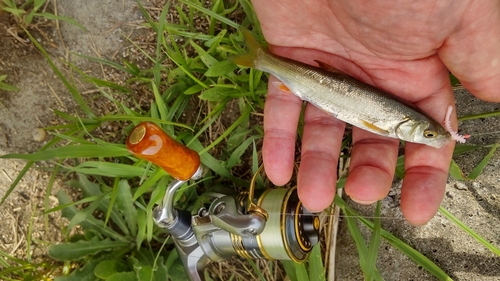 ウグイの釣果