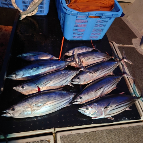 カツオの釣果