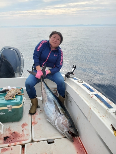 クロマグロの釣果