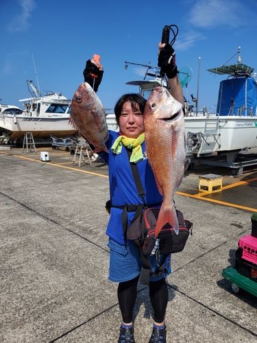 マダイの釣果